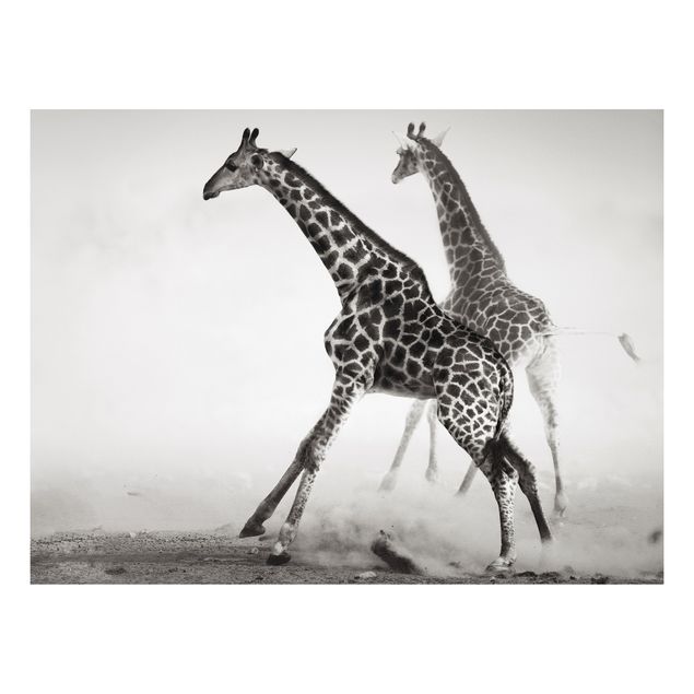 Forex Bilder Giraffenjagd