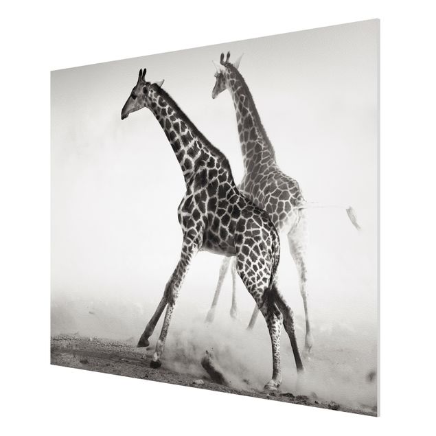 Wandbilder Giraffenjagd