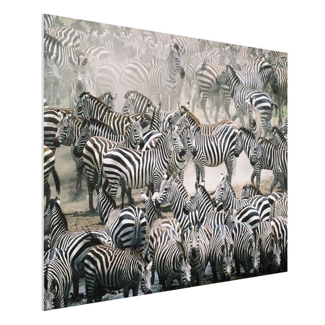 Wandbilder Tiere Zebraherde