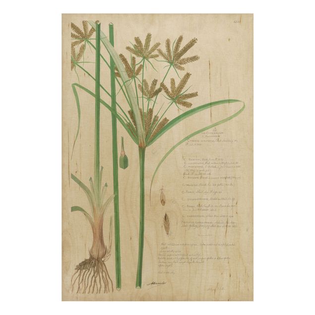 Holzbild Blumen Vintage Botanik Zeichnung Gräser I