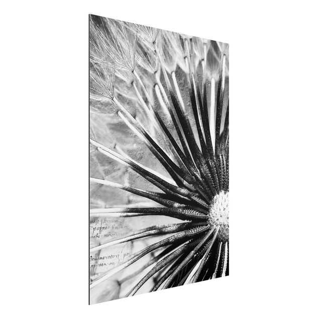 Wandbilder Pusteblume Schwarz & Weiß