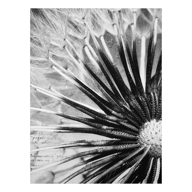 Alu Dibond Bilder Pusteblume Schwarz & Weiß
