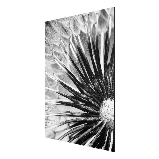 Alu-Dibond Bild - Pusteblume Schwarz & Weiß
