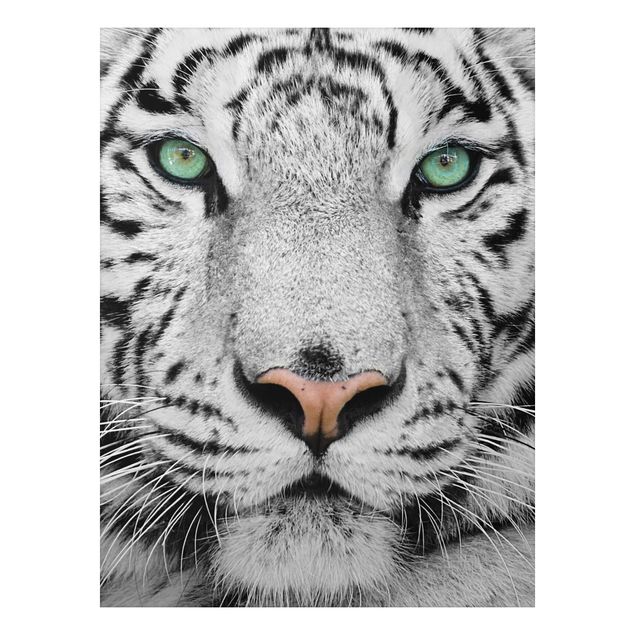 Schöne Wandbilder Weißer Tiger