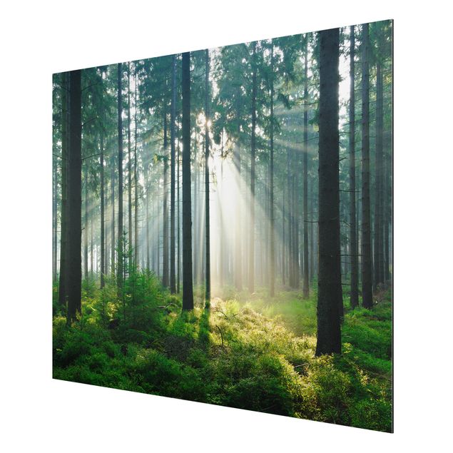 Alu-Dibond Bild - Enlightened Forest