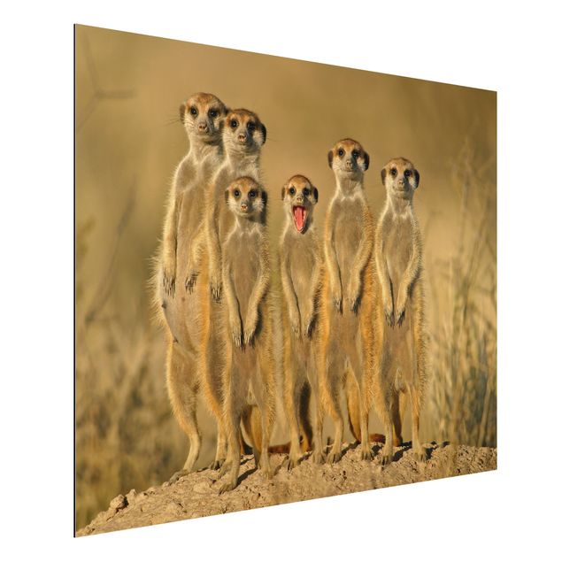 Wandbilder Tiere Meerkat Family Panorama