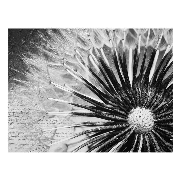 Alu Dibond Bilder Pusteblume Schwarz & Weiß