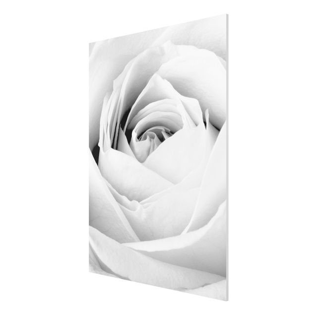 Forexbild - Close Up Rose