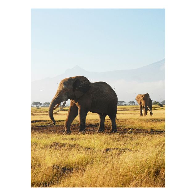 Bilder auf Hartschaumplatte Elefanten vor dem Kilimanjaro in Kenya
