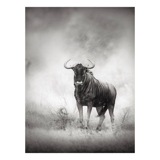 Forex Bilder Staring Wildebeest