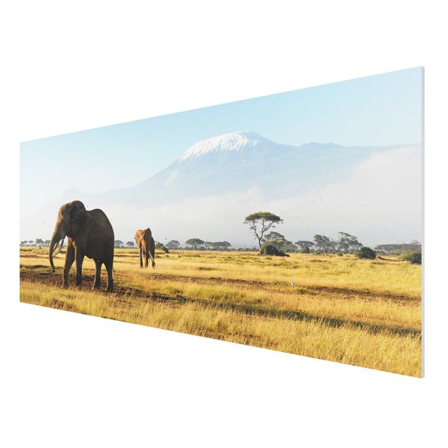 Bilder für die Wand Elefanten vor dem Kilimanjaro in Kenya