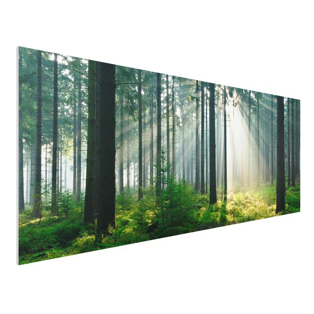 Bilder auf Hartschaumplatte Enlightened Forest