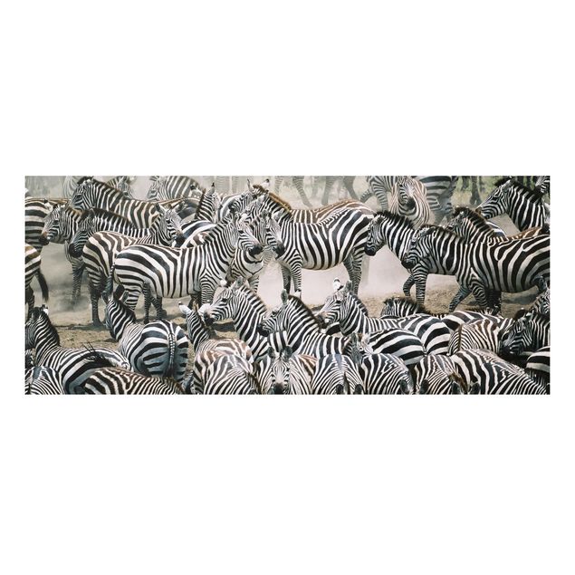 Bilder auf Hartschaumplatte Zebraherde
