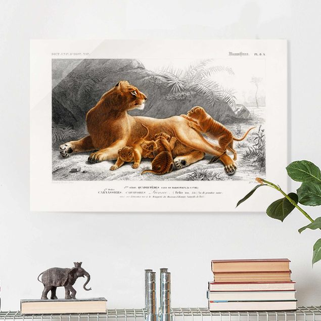 Wandbilder Tiere Vintage Lehrtafel Löwin und Löwenbabies