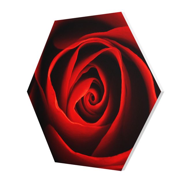 Hexagon Bild Forex - Liebliche Rose