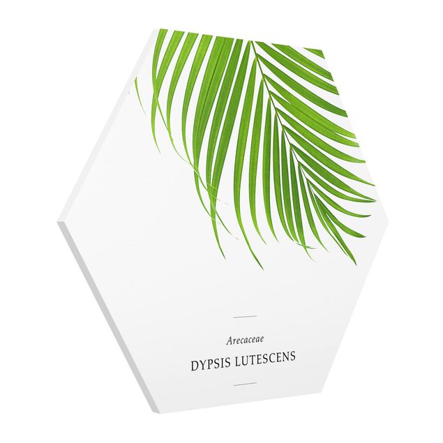 Hexagon Bild Forex - Tropisches Blatt Areca Palme