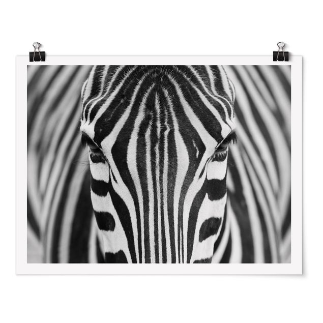 Poster Tiere Zebra Look