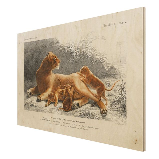 Moderne Holzbilder Vintage Lehrtafel Löwin und Löwenbabies