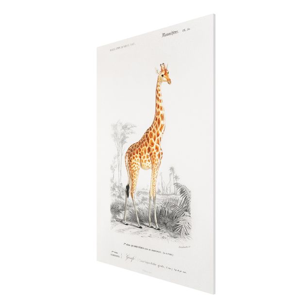 Bilder für die Wand Vintage Lehrtafel Giraffe