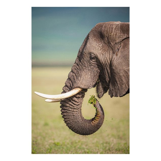 Bilder auf Hartschaumplatte Elefantenfütterung Afrika