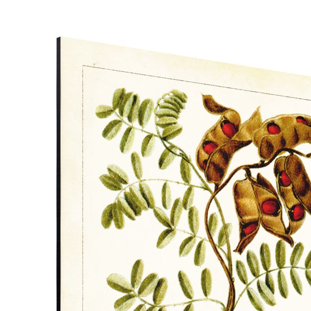 Aluminium Print gebürstet - Vintage Lehrtafel Tropische Botanik I - Querformat 3:4