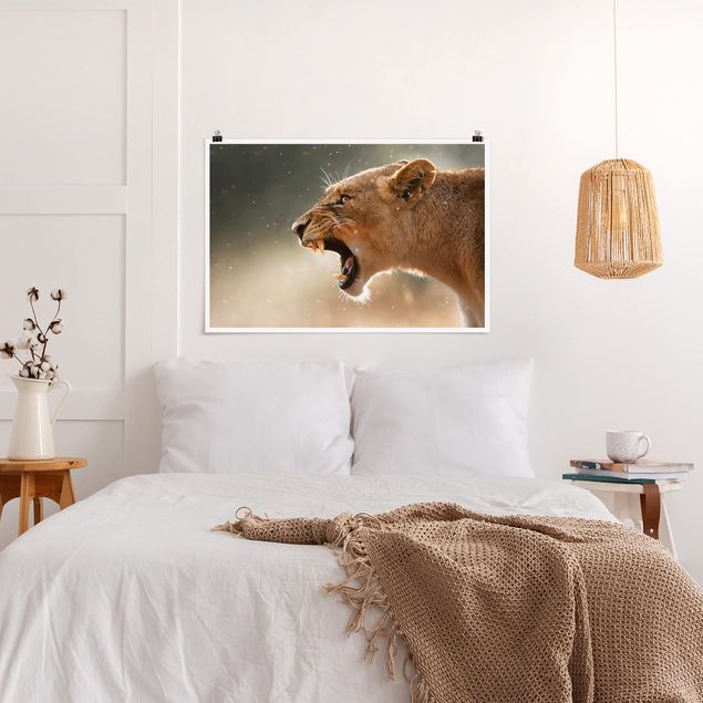 Wandbilder Löwin auf der Jagd