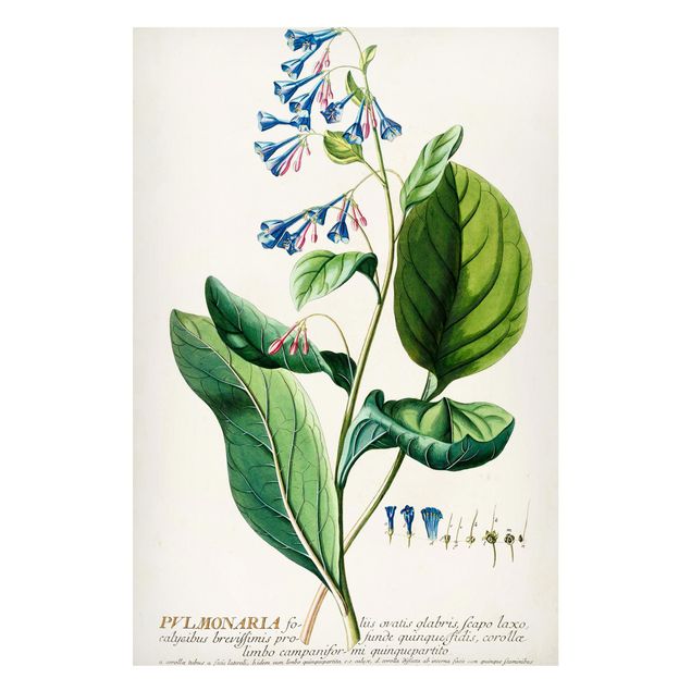 Magnettafel Blumen Vintage Botanik Illustration Lungenkraut