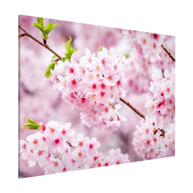 Magnettafel Büro Japanische Kirschblüten