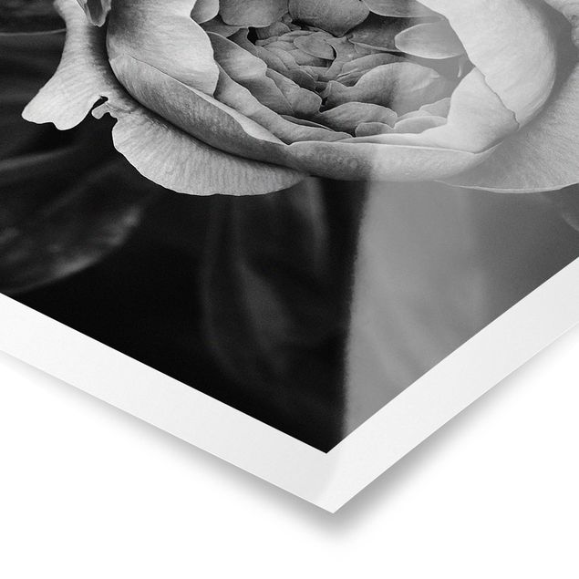Poster - Pfingstrosenblüte vor Blättern Schwarz Weiß - Hochformat 3:2