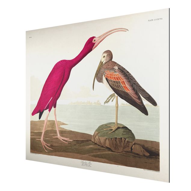 Alu Dibond Druck Vintage Lehrtafel Roter Ibis