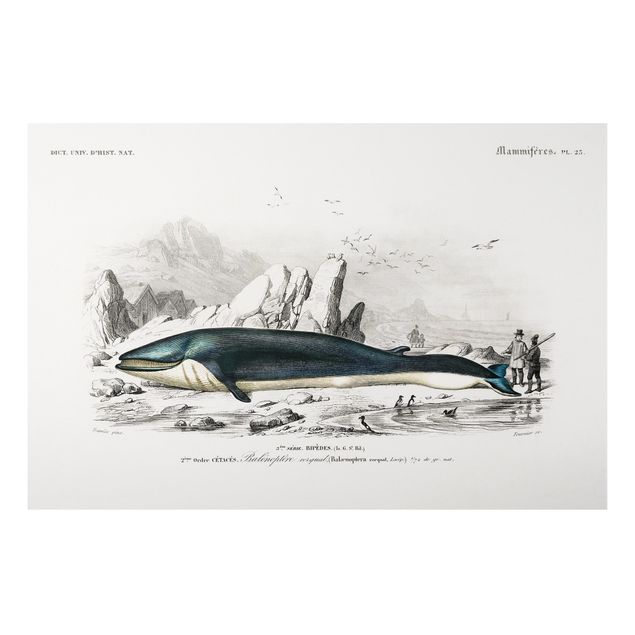 Bilder für die Wand Vintage Lehrtafel Blauer Wal