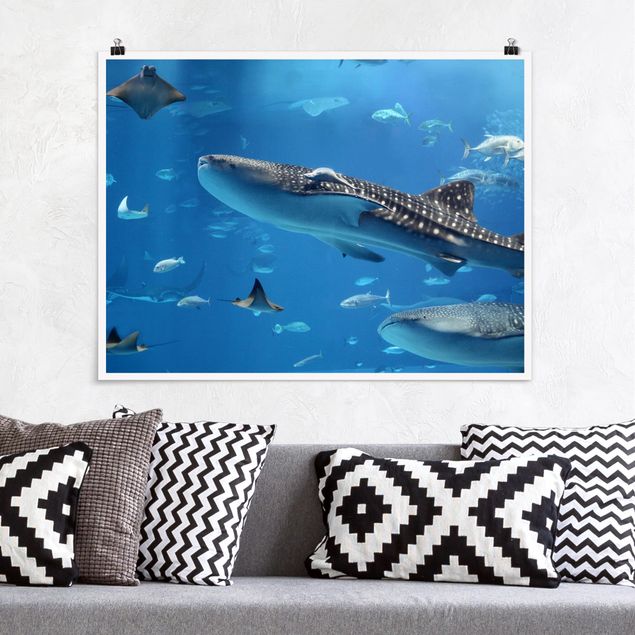 Wandbilder Tiere Fish in the Sea