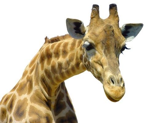 Tier Fensterbilder Neugierige Giraffe