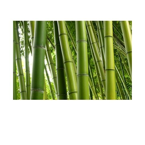 Blumen Fensterbilder Bamboo