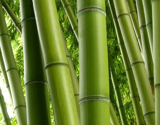 Fensterbild Wald Bamboo