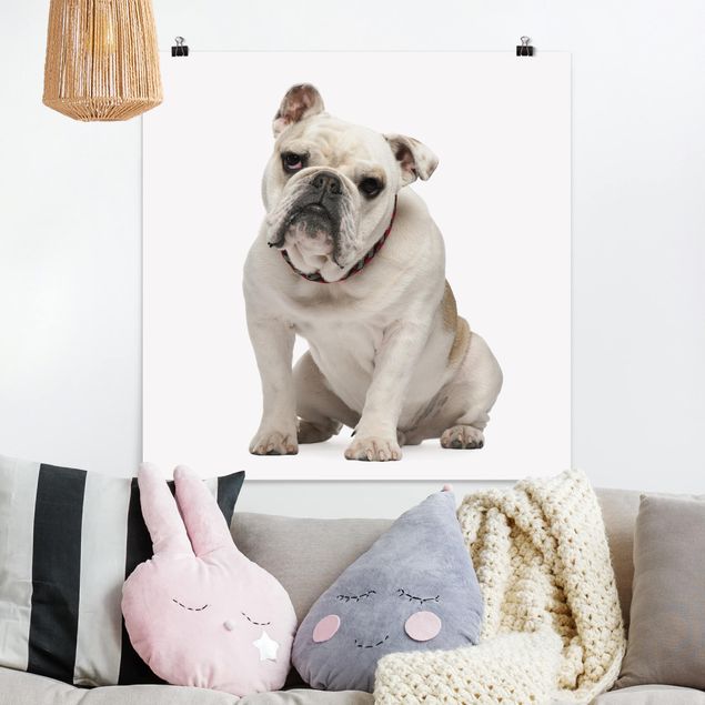 Poster Kinderzimmer Tiere Skeptische Bulldogge