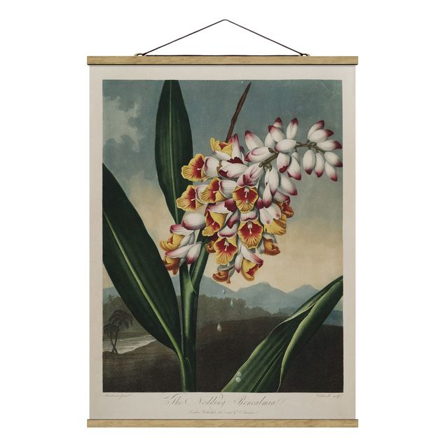 Stoffbild mit Posterleisten - Botanik Vintage Illustration Ingwer mit Blüte - Hochformat 3:4