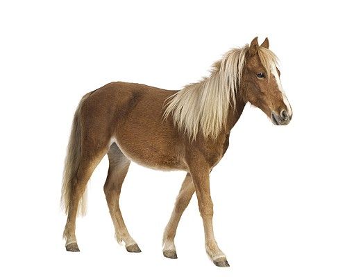 Wandaufkleber No.136 Pony