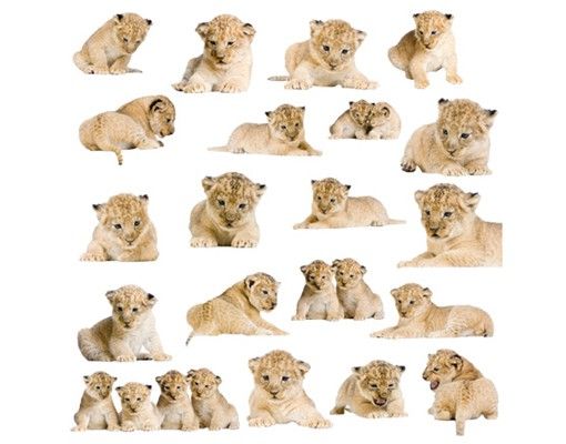 Afrika Wandtattoo No.158 Löwenbaby Set