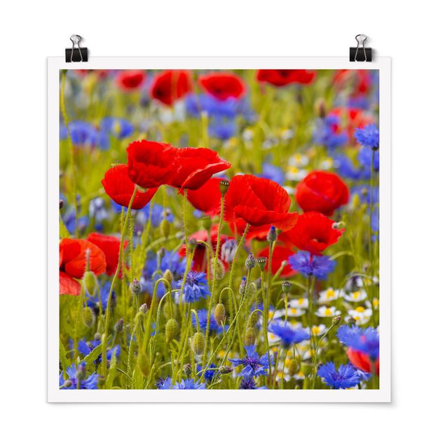 Poster - Sommerwiese mit Mohn und Kornblumen - Quadrat 1:1