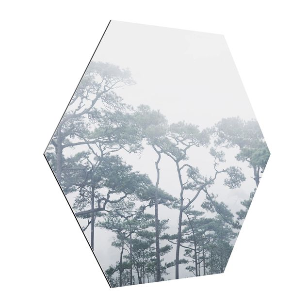 Hexagon Bild Alu-Dibond - Baumkronen im Nebel