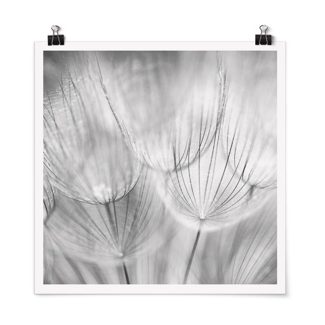 Schöne Wandbilder Pusteblumen Makroaufnahme in schwarz weiß