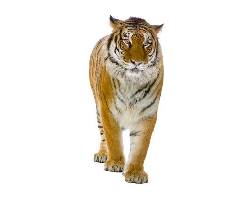Fensterbilder Tiere Bengalischer Tiger