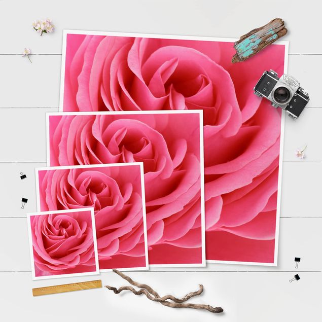 Poster - Lustful Pink Rose - Quadrat 1:1