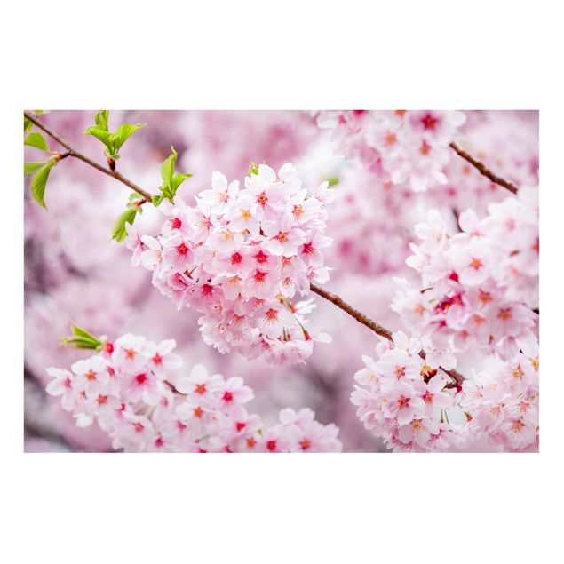 Magnettafel Blumen Japanische Kirschblüten