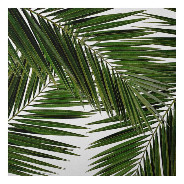 Alu Dibond Druck Blick durch grüne Palmenblätter