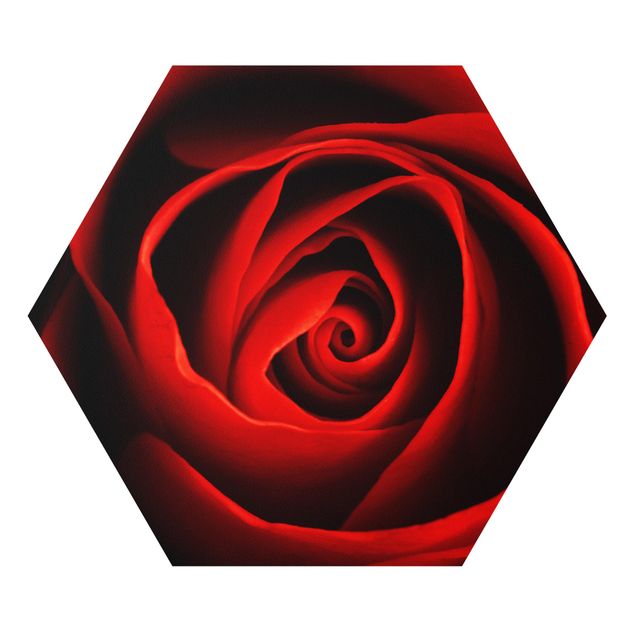 Hexagon Bild Forex - Liebliche Rose