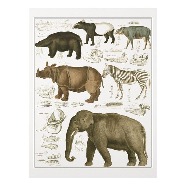 Forex Bilder Vintage Lehrtafel Elefant, Zebra und Nashorn