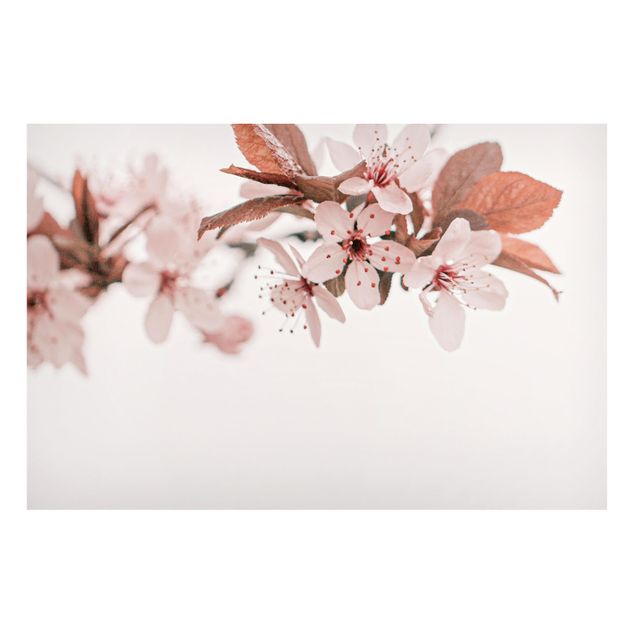 Magnettafel Blumen Zarte Kirschblüten am Zweig