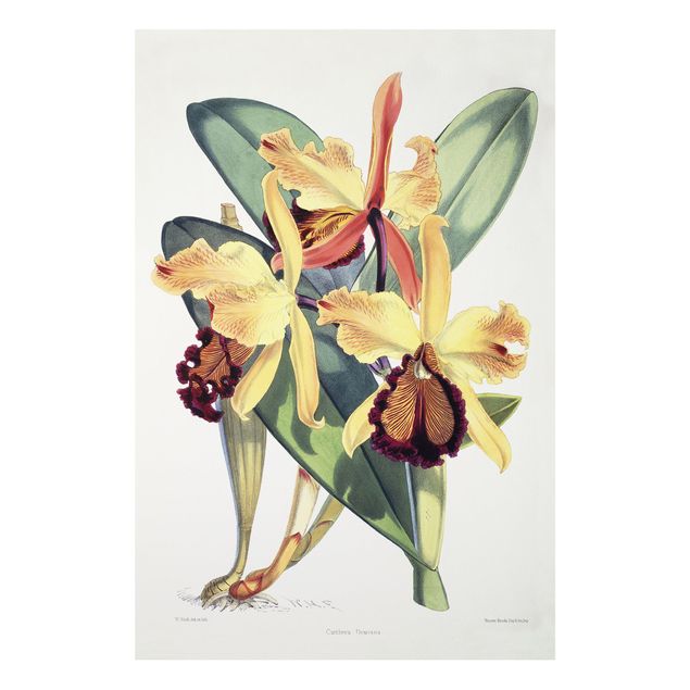 Walter Hood Fitch Walter Hood Fitch - Orchidee